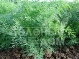 Семена укропа Оливер / Oliver,35-40 дней купить оптом и в розницу в Украине по выгодной цене