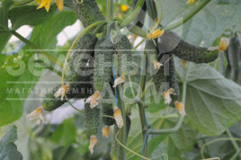 Насіння огірків Бафра F1 (ЕЗ 18/01) / Bafra F1 (EZ 18/01), 33-38 днів купити оптом і в роздріб в Україні за вигідною ціною