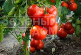 Насіння томатів Ксенія F1 / Kseniya F1, 82-88 днів купити оптом і в роздріб в Україні за вигідною ціною