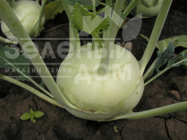 Насіння капусти кольрабі Моравія / Moravia ,50-60 днів купити оптом і в роздріб в Україні за вигідною ціною