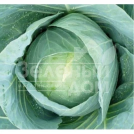 Семена капусты белокочанной Бухарест F1 / Bucharest F1,82-87 дней купить оптом и в розницу в Украине по выгодной цене