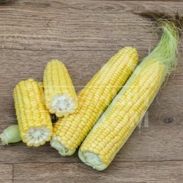 Семена кукурузы 3517 F1 / 3517 F1,75 дней купить оптом и в розницу в Украине по выгодной цене