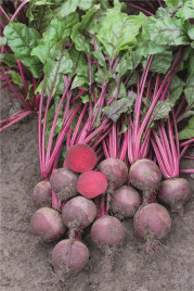 Насіння буряка Бреско F1/ Bresco F1, 108 днів купити оптом і в роздріб в Україні за вигідною ціною