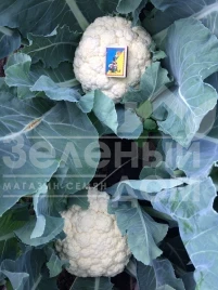 Семена капусты цветной Софи (INX 1074) F1 / Sofi (INX 1074) F1, 75-80 дней купить оптом и в розницу в Украине по выгодной цене