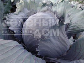 Насіння капусти червоноголової Квіт F1 / Kvit F1,125-135 днів купити оптом і в роздріб в Україні за вигідною ціною