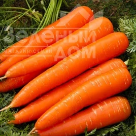 Семена моркови Длинная красная безсердцевинная / Long Red Without Core купить оптом и в розницу в Украине по выгодной цене
