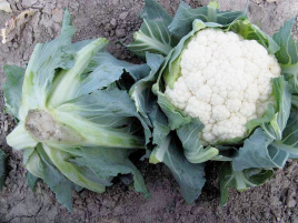 Насіння капусти цвітної Телержі F1 / Telerzhi F1,75-80 днів купити оптом і в роздріб в Україні за вигідною ціною