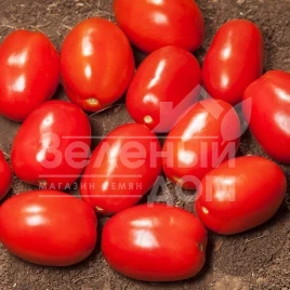 Семена томатов Дерика F1  (KS 720 F1) / Derika F1  (KS 720 F1),100-110 дней купить оптом и в розницу в Украине по выгодной цене