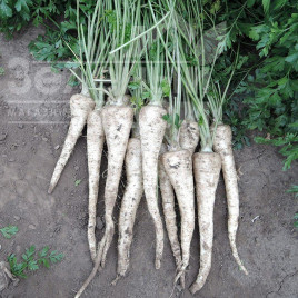 Насіння петрушки Ефез / Efez купити оптом і в роздріб в Україні за вигідною ціною