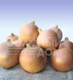 Лук репчатый Сибирь / Sibir,250-260 дней купить оптом и в розницу в Украине по выгодной цене
