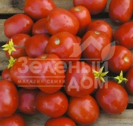 Семена томатов Лампо F1 / Lampo F1,95-100 дней купить оптом и в розницу в Украине по выгодной цене