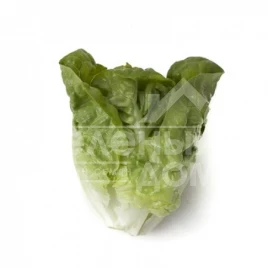 Семена салата Тудела / Tudela купить оптом и в розницу в Украине по выгодной цене