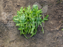 Насіння руколи Джолізія / Jolizia купити оптом і в роздріб в Україні за вигідною ціною