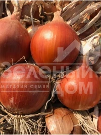 Лук репчатый Сандра F1 / Sandra F1 купить оптом и в розницу в Украине по выгодной цене