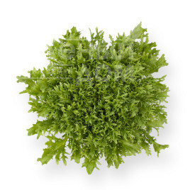 Насіння салату Корбі / Korbi купити оптом і в роздріб в Україні за вигідною ціною