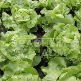 Семена салата Маршал / Marshal купить оптом и в розницу в Украине по выгодной цене