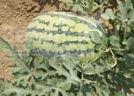 Семена арбуза Драгон F1 / Dragon F1, 70-75 дней купить оптом и в розницу в Украине по выгодной цене