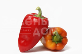 Насіння солодкого перцю Арбалет F1 / Arbalet F1, 70-75 днів купити оптом і в роздріб в Україні за вигідною ціною