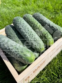 Семена огурцов Элитор F1 / Elitor F1 купить оптом и в розницу в Украине по выгодной цене