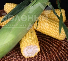 Насіння кукурудзи Харді F1 (SH2) / Hardi F1 (SH2),78-79 днів купити оптом і в роздріб в Україні за вигідною ціною