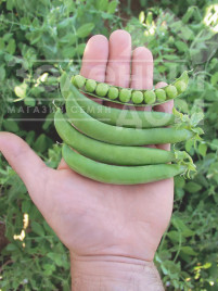 Насіння гороху Оскар / Oskar купити оптом і в роздріб в Україні за вигідною ціною