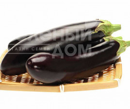 Насіння баклажанів Найт Леді F1 / Night Lady F1 купити оптом і в роздріб в Україні за вигідною ціною