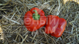 Насіння солодкого перцю Марек F1 / Marek F1,70 днів купити оптом і в роздріб в Україні за вигідною ціною