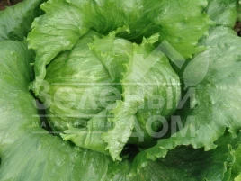 Семена салата Маугли / Maugli,50-55 дней купить оптом и в розницу в Украине по выгодной цене