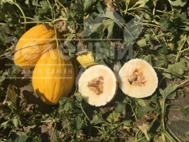 Семена дыни Амбарино F1 / Ambarino F1, 70-75 дней купить оптом и в розницу в Украине по выгодной цене