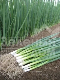 Лук на перо Байя Верде F1 / Baja Verde F1,40 дней купить оптом и в розницу в Украине по выгодной цене