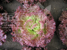 Насіння салату Росет / Roset купити оптом і в роздріб в Україні за вигідною ціною