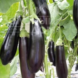 Семена баклажана Тети F1 / Teti F1 купить оптом и в розницу в Украине по выгодной цене