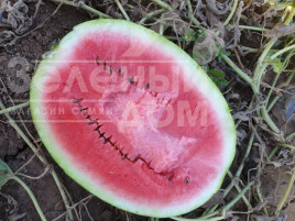 Насіння кавуна Дата F1 / Data F1, 70-73 дні купити оптом і в роздріб в Україні за вигідною ціною