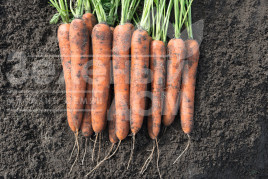 Насіння моркви Норвей F1 / Norway F1,130 днів купити оптом і в роздріб в Україні за вигідною ціною
