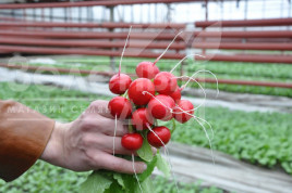 Насіння редису Ірен F1 / Iren F1,25-30 днів купити оптом і в роздріб в Україні за вигідною ціною