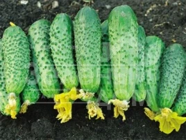 Семена огурцов Рокет F1 / Rocket F1,62-65 дней купить оптом и в розницу в Украине по выгодной цене