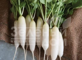 Семена редиса Рампоуч / Rampouch,30-35 дней купить оптом и в розницу в Украине по выгодной цене