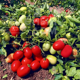 Насіння томатів Супра F1 / Supra F1, 80-85 днів купити оптом і в роздріб в Україні за вигідною ціною