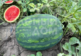 Насіння кавуна Люмен F1 / Lyumen F1, 62-68 днів купити оптом і в роздріб в Україні за вигідною ціною