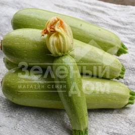 Семена кабачков Муфаса F1 / Mufasa F1,45-48 дней купить оптом и в розницу в Украине по выгодной цене