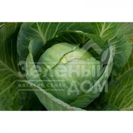 Семена капусты белокочанной Киластрес F1 / Kilastres F1,120-125 дней купить оптом и в розницу в Украине по выгодной цене
