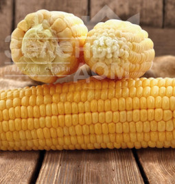Насіння кукурудзи Дімакс F1 (Танем) / Dimax F1(Tanem),80-85 днів купити оптом і в роздріб в Україні за вигідною ціною