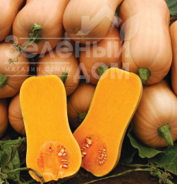 Насіння гарбуза Баттернат Ліція / Batternat Litsiya купити оптом і в роздріб в Україні за вигідною ціною