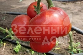 Семена томатов Рестлер F1 / Wrestler F1 купить оптом и в розницу в Украине по выгодной цене