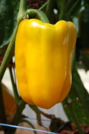 Семена сладкого перца Мохай F1 / Mohay F1,82 дня купить оптом и в розницу в Украине по выгодной цене