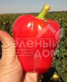 Семена сладкого перца Фиджи F1 / Fidzhi F1,62-65 дней купить оптом и в розницу в Украине по выгодной цене