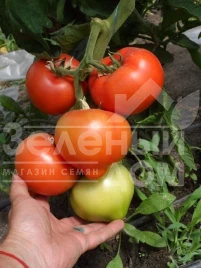 Семена томатов Вегас F1 / Vegas F1 купить оптом и в розницу в Украине по выгодной цене