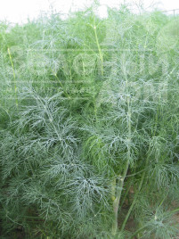 Насіння кропу Голдкрон / Goldkrone купити оптом і в роздріб в Україні за вигідною ціною