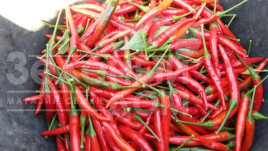 Насіння гіркого перцю Даміан / Damian,70-80 днів купити оптом і в роздріб в Україні за вигідною ціною