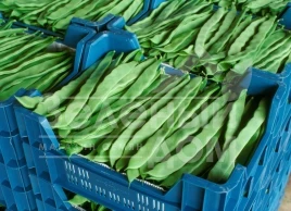 Семена спаржевой фасоли Фестивал / Festival купить оптом и в розницу в Украине по выгодной цене